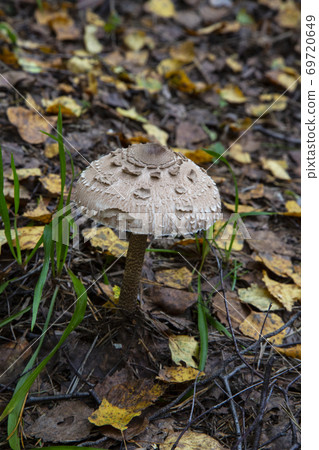 The Parasol Mushroom Macrolepiota procera Fruit bodies can be eaten by slicing and frying in batter 69720649
