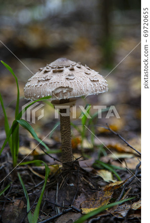 The Parasol Mushroom Macrolepiota procera Fruit bodies can be eaten by slicing and frying in batter The Parasol Mushroom Macrolepiota procera Fruit bodies can be eaten by slicing and frying in batter 69720655