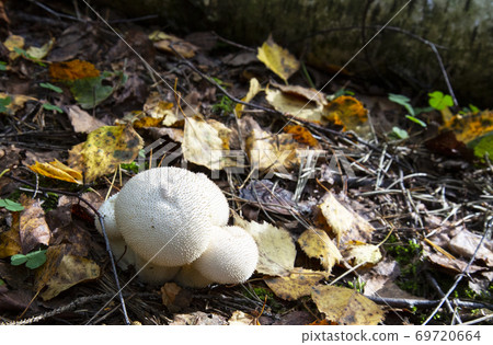 The Common Puffball Lycoperdon perlatum or Devil's Snuff-box. The fruit bodies can be eaten by slicing and frying in batter or egg and breadcrumbs. 69720664