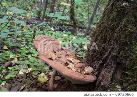 a parasitic fungus on the trunk of a dead tree 69720666
