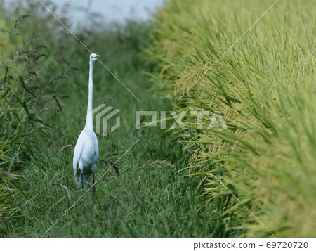 Great egret looking for food in paddy fields before harvesting rice 69720720