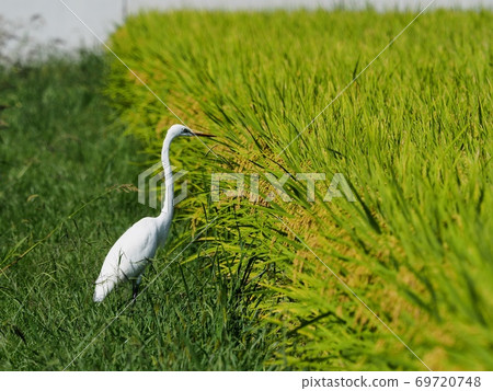 Great egret looking for food in paddy fields before harvesting rice 69720748