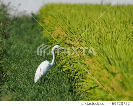 Great egret looking for food in paddy fields before harvesting rice Great egret looking for food in paddy fields before harvesting rice 69720752