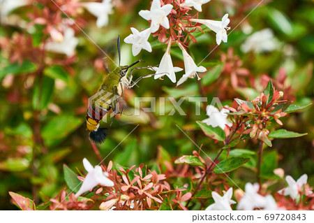 Oshikashiba的蜂蜜吮吸 Oshikashiba的蜂蜜吮吸 69720843