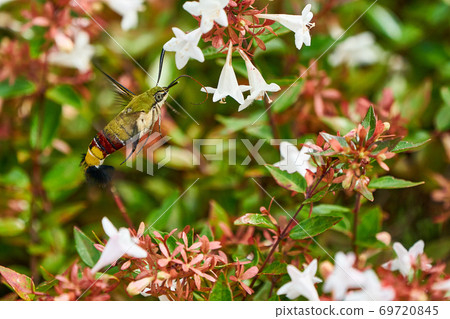 Oshikashiba's honey sucking 69720845