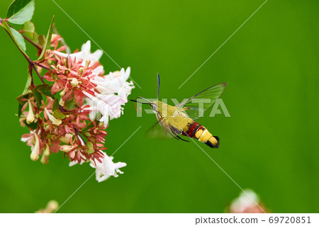 Oshikashiba的蜂蜜吮吸 Oshikashiba的蜂蜜吮吸 69720851