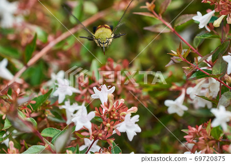 Oshikashiba的蜂蜜吮吸 69720875