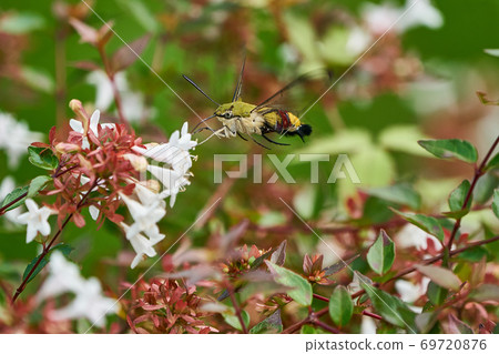 Oshikashiba的蜂蜜吮吸 Oshikashiba的蜂蜜吮吸 69720876