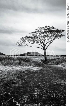 Saebyul Oreum and Alone Tree Saebyul Oreum and Alone Tree 69721629