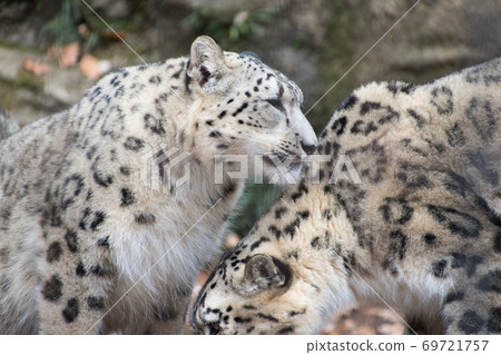 Snowy parent and child 69721757