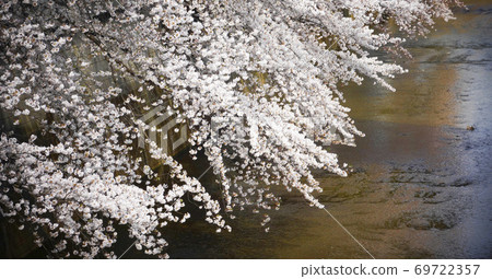 It Seems That The Cherry Blossoms Yoshino Stock Photo 69722357 Pixta