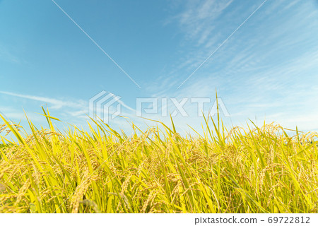 Rice field Rice field 69722812