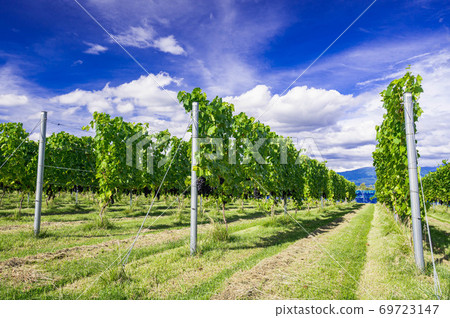紅酒葡萄園 69723147