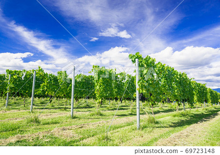 紅酒葡萄園 69723148