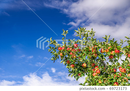 紅蘋果樹信濃紅 紅蘋果樹信濃紅 69723173