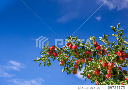 紅蘋果樹信濃紅 紅蘋果樹信濃紅 69723175
