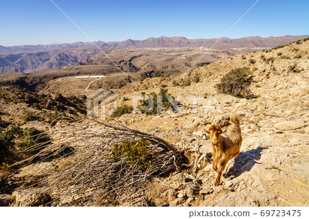 Al Hajar mountains of Oman 69723475