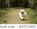 Downy Chinese crested runs in the autumn forest 69723862