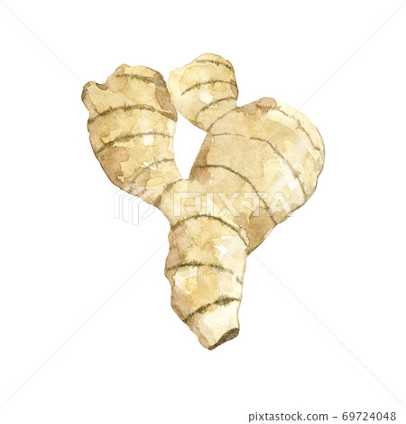 Watercolor ginger root Watercolor ginger root 69724048