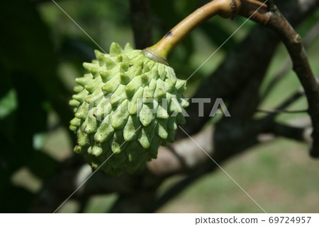 來自巴西的Atemoya 69724957