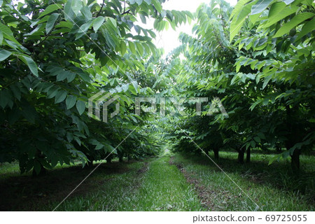 Atemoya Farm in Sao Paulo, Brazil 69725055