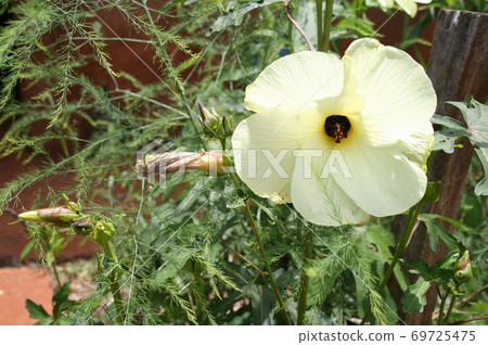 Flower okra cultivated in Brazil 69725475