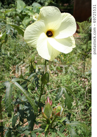 Flower okra cultivated in Brazil Flower okra cultivated in Brazil 69725531
