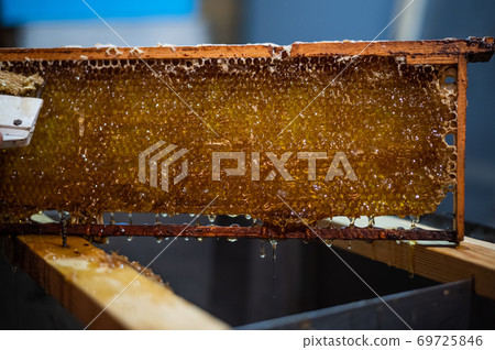 Hand using a scraper to clog honeycombs with honey in a frame. Beekeeper Unseal Honeycomb. 69725846