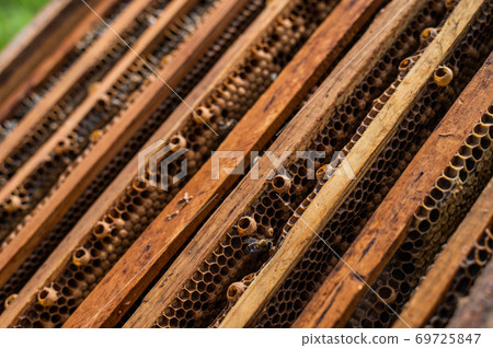 Close up view of the opened hive body showing the frames populated by honey bees. Honey bees crawl in an open hive on honeycomb wooden honeycombs doing teamwork. Beekeeping concept in agriculture. Close up view of the opened hive body showing the frames populated by honey bees. Honey bees crawl in an open hive on honeycomb wooden honeycombs doing teamwork. Beekeeping concept in agriculture. 69725847