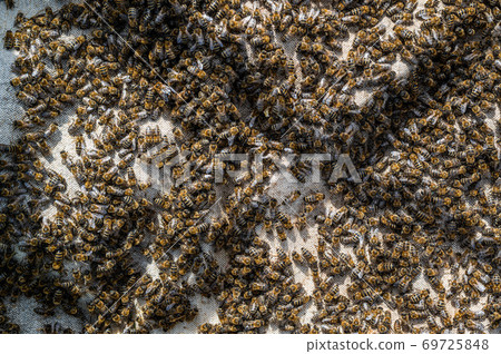 Close up view of the opened hive body showing the frames populated by honey bees. Honey bees crawl in an open hive on honeycomb wooden honeycombs doing teamwork. Beekeeping concept in agriculture. 69725848
