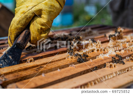 Close up view of beekeeper remove beeswax from honeycomb with brood nests and bees on it 69725852