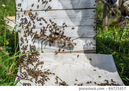 Bee close up. Bees at the bee hive. Swarm of bees 69725857