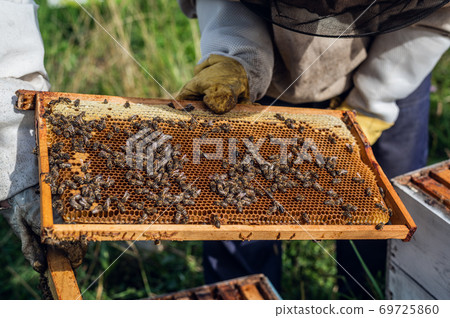 Beekeepers putting honeycomb trays with honeybees back into the beehive, beekeepers preparing to harvest honey at apiary. 69725860