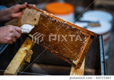 Uncovering the honeycombs with the scraper by hand, honey harvest. Uncovering the honeycombs with the scraper by hand, honey harvest. 69725865