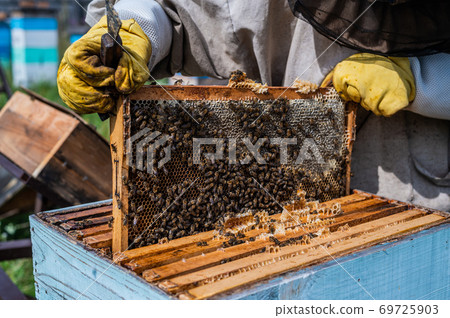 The Hands of the Beekeeper are Carefully Inserted Honey Frame into the Hive After Examination. The Frame is Full of Honey. There are a Lot of Bees on the Frame. The Hands of the Beekeeper are Carefully Inserted Honey Frame into the Hive After Examination. The Frame is Full of Honey. There are a Lot of Bees on the Frame. 69725903