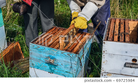 Close up view of the opened hive showing frames populated by honey bees. Honey bees crawl in an open hive on honeycomb wooden honeycombs doing teamwork. Close up view of the opened hive showing frames populated by honey bees. Honey bees crawl in an open hive on honeycomb wooden honeycombs doing teamwork. 69725984