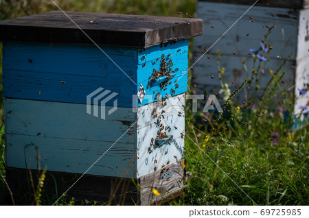 Detail of crowded gate into wooden bee hive. Bees arriving with legs wrapped by yellow pollen. Bees leaving hive and flying for new batch of pollen. Production of sweet honey. Bees working hard Detail of crowded gate into wooden bee hive. Bees arriving with legs wrapped by yellow pollen. Bees leaving hive and flying for new batch of pollen. Production of sweet honey. Bees working hard 69725985