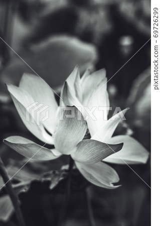 Close up beautiful big exotic lotus water lily flower on leaves. Fine art minimal concept nature background ideal for wallpaper design. Toned photo white black Close up beautiful big exotic lotus water lily flower on leaves. Fine art minimal concept nature background ideal for wallpaper design. Toned photo white black 69726299