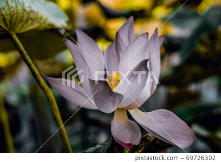 Close up beautiful big fresh exotic lotus water lily flower with yellow stamens on dark green leaves. Fine art minimal concept nature background ideal for wallpaper design. Toned photo purple Close up beautiful big fresh exotic lotus water lily flower with yellow stamens on dark green leaves. Fine art minimal concept nature background ideal for wallpaper design. Toned photo purple 69726302