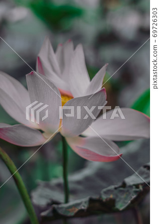 Close up beautiful big fresh exotic lotus water lily flower with yellow stamens on dark green leaves. Fine art minimal concept nature background ideal for wallpaper design. Toned photo purple Close up beautiful big fresh exotic lotus water lily flower with yellow stamens on dark green leaves. Fine art minimal concept nature background ideal for wallpaper design. Toned photo purple 69726303