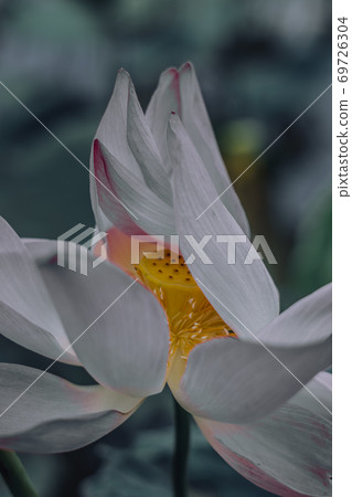 Close up beautiful big fresh exotic lotus water lily flower with yellow stamens on dark green leaves. Fine art minimal concept nature background ideal for wallpaper design. Toned photo purple Close up beautiful big fresh exotic lotus water lily flower with yellow stamens on dark green leaves. Fine art minimal concept nature background ideal for wallpaper design. Toned photo purple 69726304