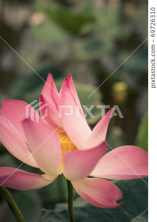 Close up beautiful big fresh exotic lotus water lily flower with yellow stamens on dark green leaves. Fine art minimal concept nature background ideal for wallpaper design. Toned photo pink Close up beautiful big fresh exotic lotus water lily flower with yellow stamens on dark green leaves. Fine art minimal concept nature background ideal for wallpaper design. Toned photo pink 69726310