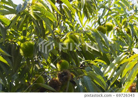 Chestnut tree that bears fruit, the taste of autumn near the harvest, the long-awaited image of picking chestnuts Chestnut tree that bears fruit, the taste of autumn near the harvest, the long-awaited image of picking chestnuts 69726343