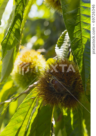 Chestnut tree that bears fruit, the taste of autumn near the harvest, the long-awaited image of picking chestnuts Chestnut tree that bears fruit, the taste of autumn near the harvest, the long-awaited image of picking chestnuts 69726346