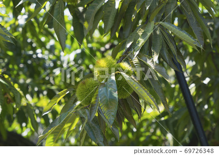 結出果實的栗樹,臨近收成的秋天味道,期待已久的採摘栗子的形象 結出果實的栗樹,臨近收成的秋天味道,期待已久的採摘栗子的形象 69726348