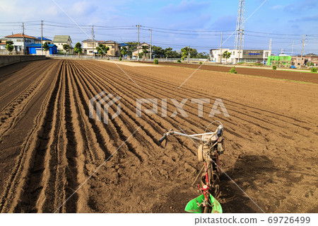 Autumn when the special radish on the Shonan Miura Peninsula starts Autumn when the special radish on the Shonan Miura Peninsula starts 69726499