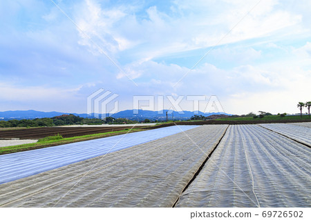 湘南三浦半島的特產蘿蔔開始的秋天 69726502