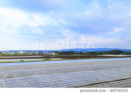Autumn when the special radish on the Shonan Miura Peninsula starts Autumn when the special radish on the Shonan Miura Peninsula starts 69726503