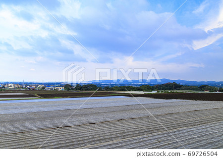 Autumn when the special radish on the Shonan Miura Peninsula starts 69726504
