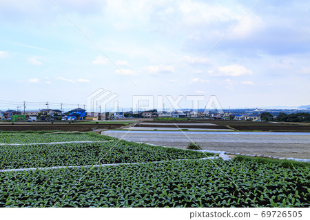 Autumn when the special radish on the Shonan Miura Peninsula starts 69726505
